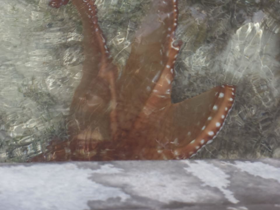 Krake am steg Three Corners Sea Beach Resort