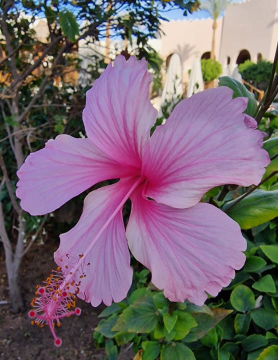 Gartenanlage Ghazala Gardens