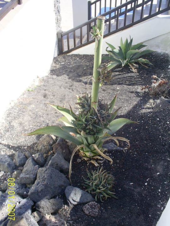 Vegetation 01 TUI MAGIC LIFE Fuerteventura
