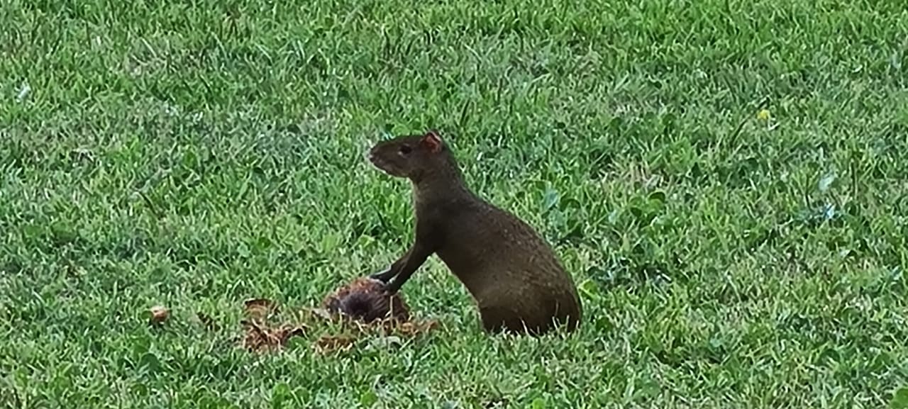 Gartenanlage Akumal Bay Beach & Wellness Resort