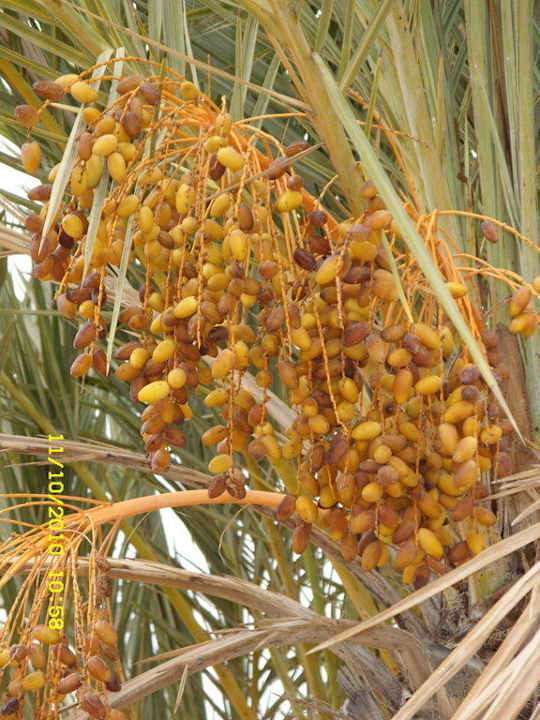 Wie im Paradies Hotel El Mouradi Djerba Menzel