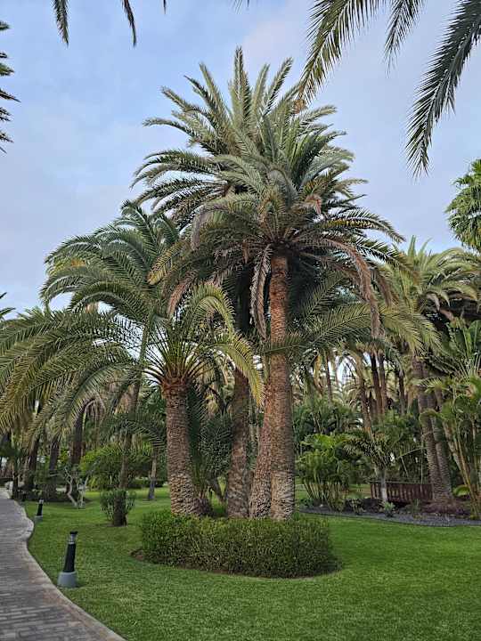 Gartenanlage Hotel Riu Palace Oasis