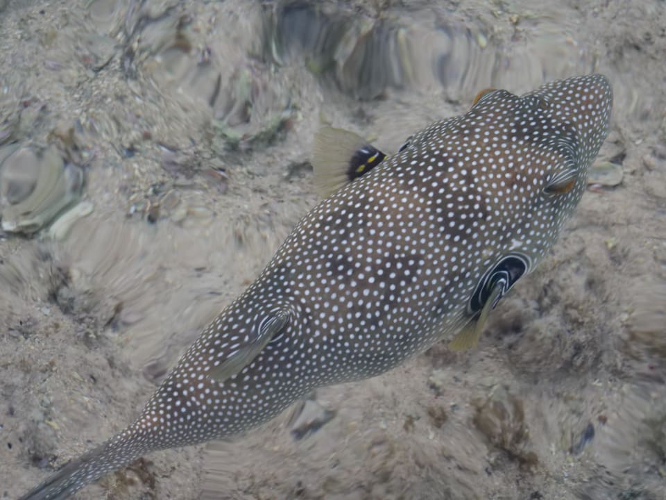 Sport & Freizeit Stella Beach Resort & Spa Makadi Bay