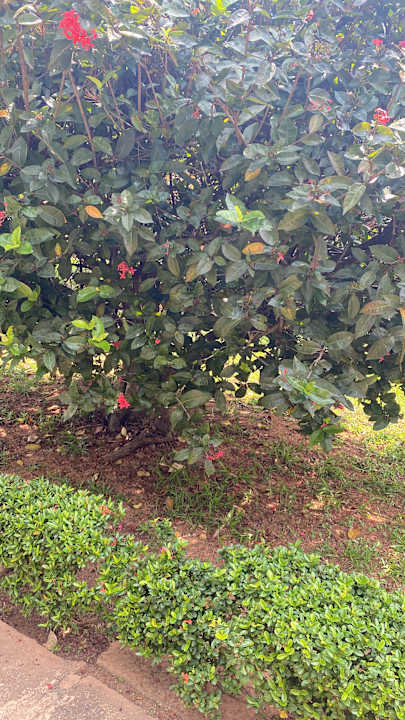 Gartenanlage Club Palm Bay