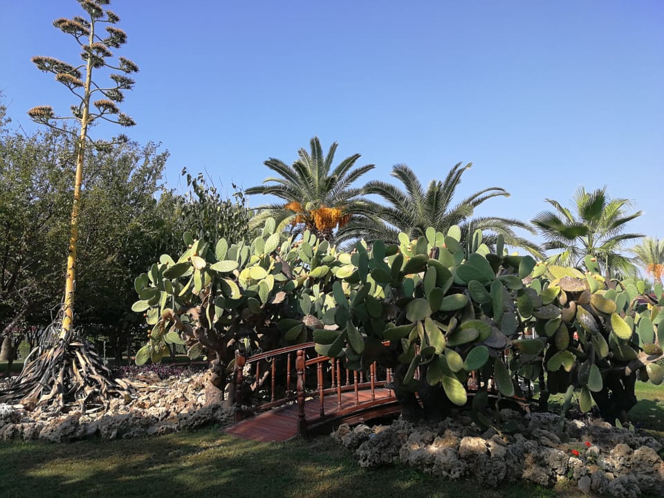 Gartenanlage Miramare Queen Hotel