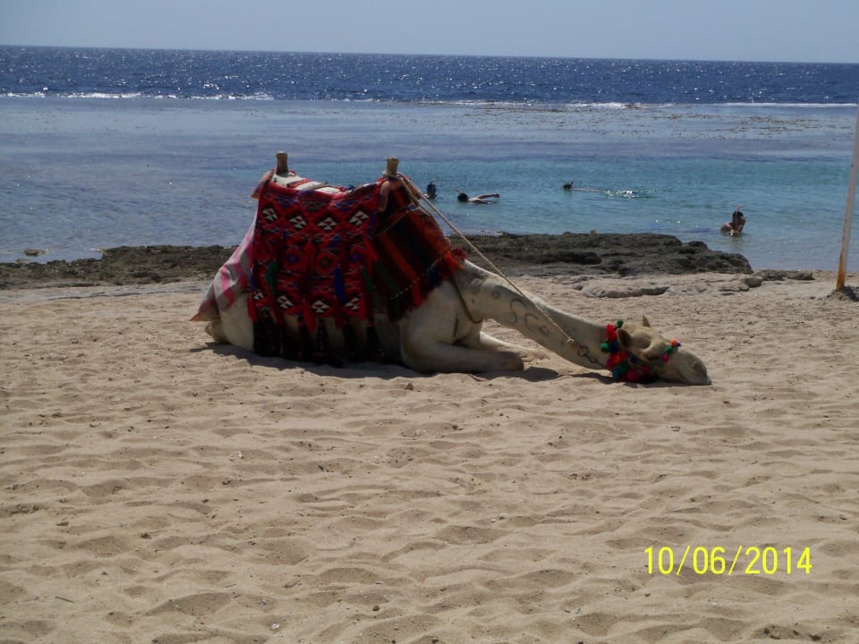 Camel immer am schlafen Sentido Akassia Beach