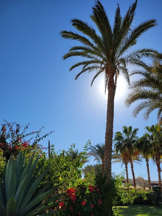 Gartenanlage Steigenberger Coraya Beach - Adults only