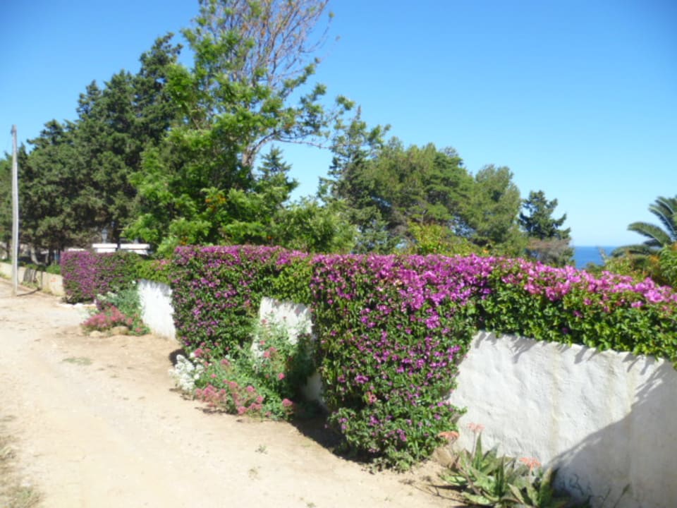 Gartenanlage Hotel Luzmar Villas