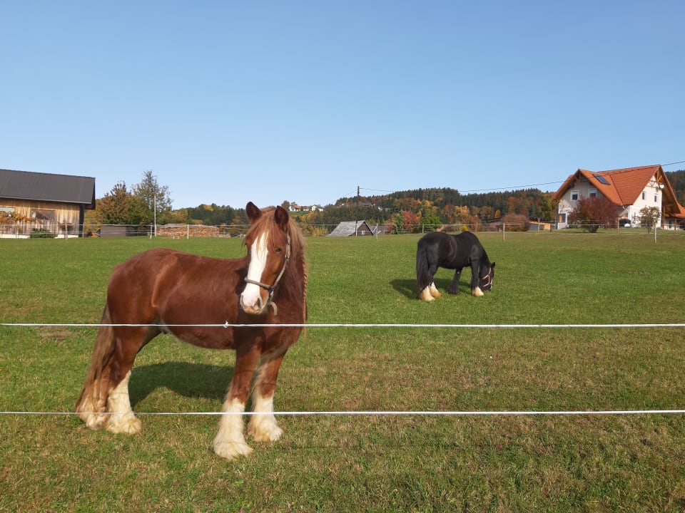 Ausblick Der Trattner - Hotel Trattnerhof & Hotel Schöcklblick