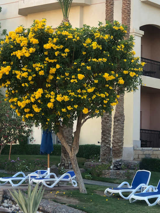 Gartenanlage Tropitel Sahl Hasheesh