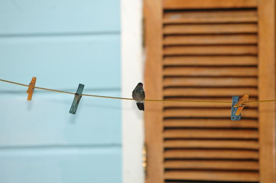 Kolibri setzt sich zum Trocknen hin Casa Acuario