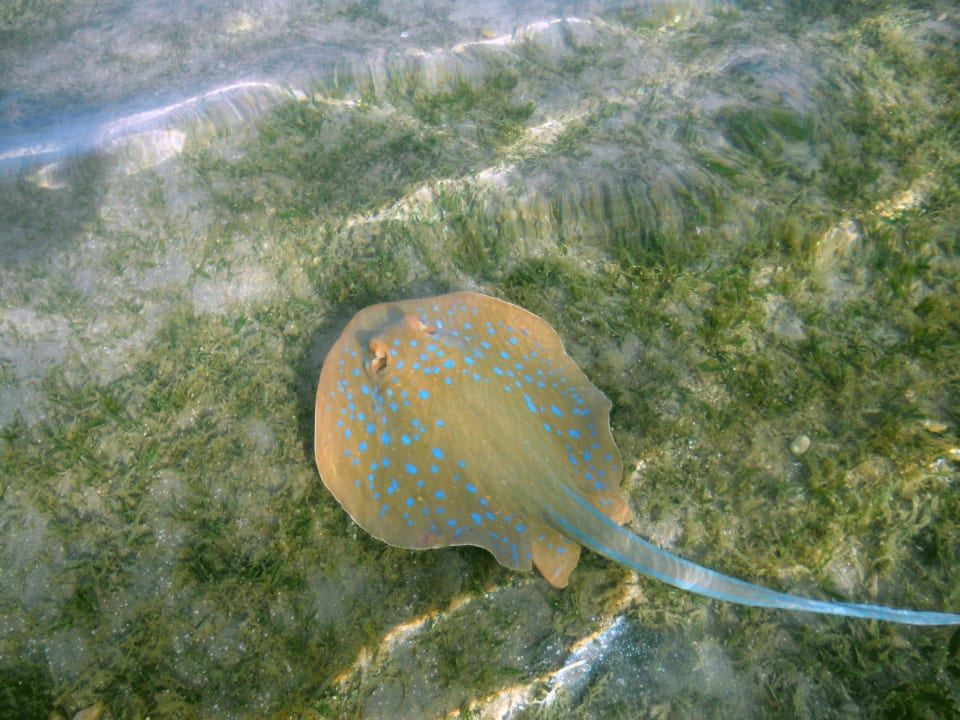 Plaszczka Stella Garden Resort & Spa, Makadi Bay