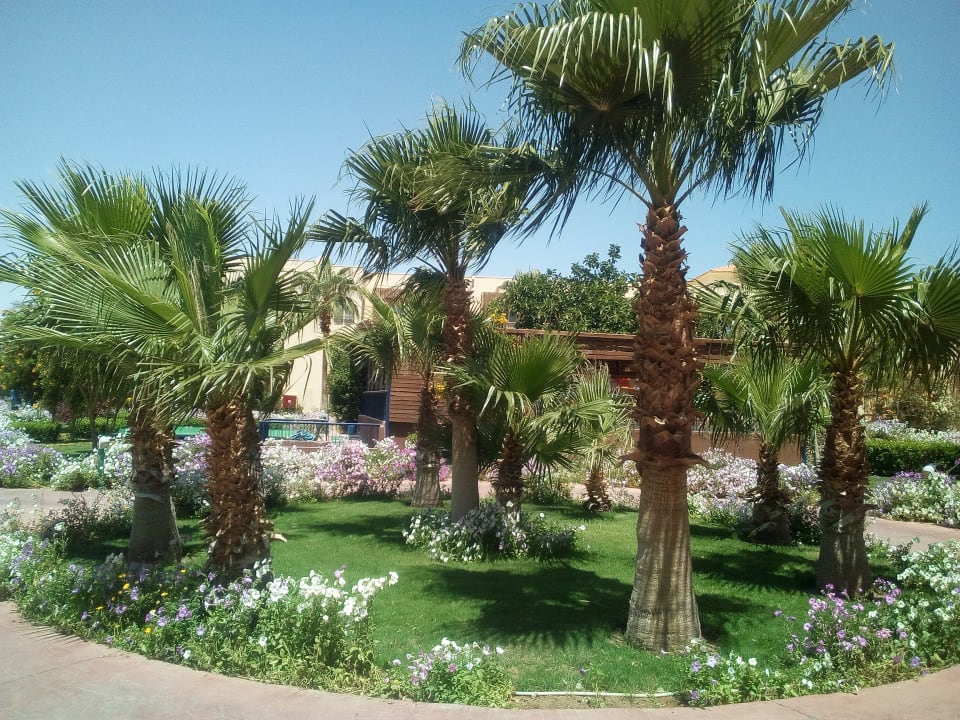 Gartenanlage Desert Rose