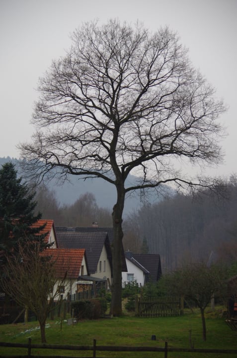 Der alte Baum Hotel-Restaurant Jagdhaus Heede
