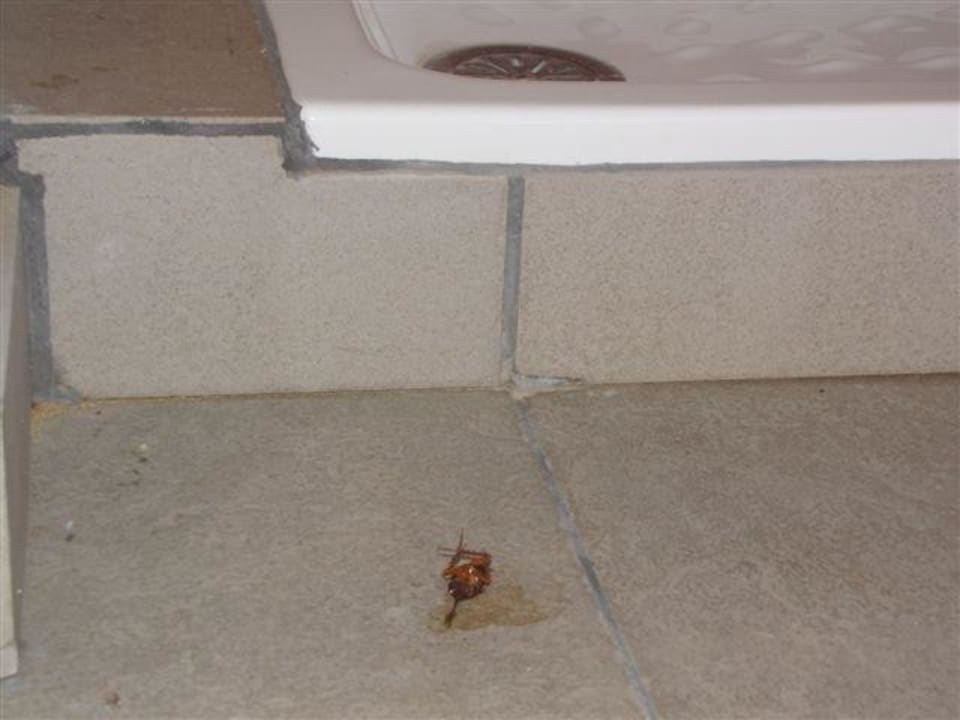 Karaluchy wszędzie Apartamentos Cordial Mogán Valle