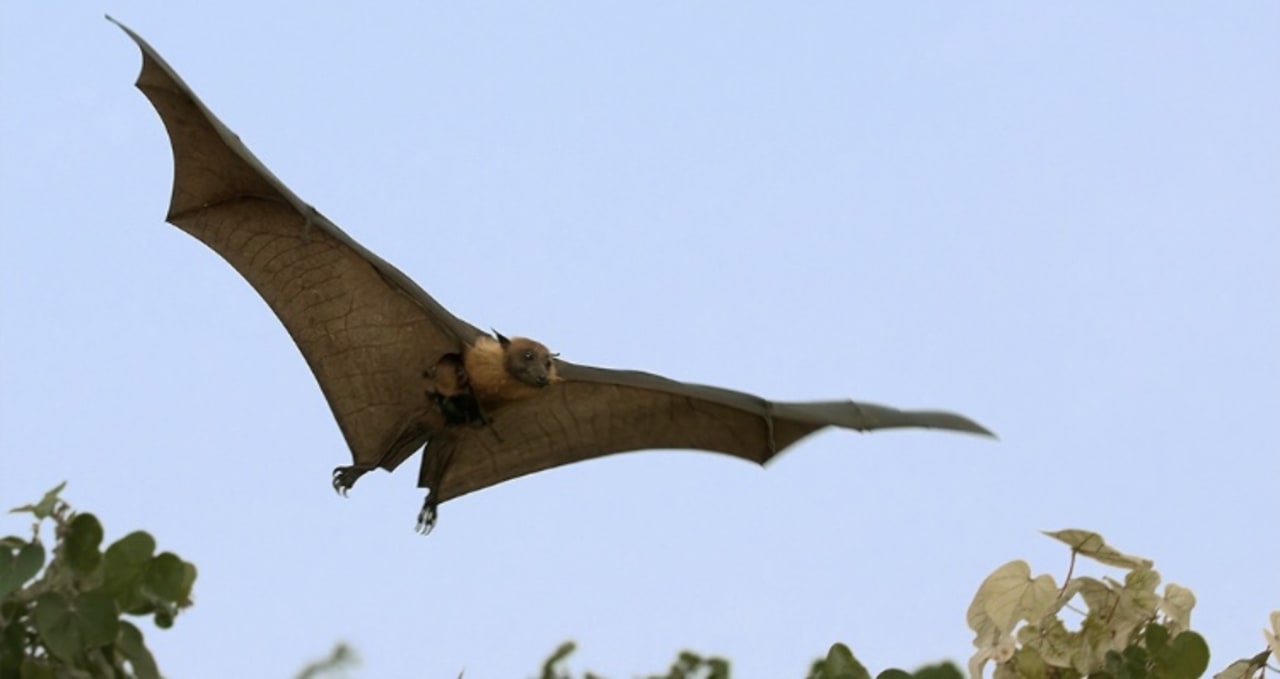 Sonstiges Kuramathi Maldives