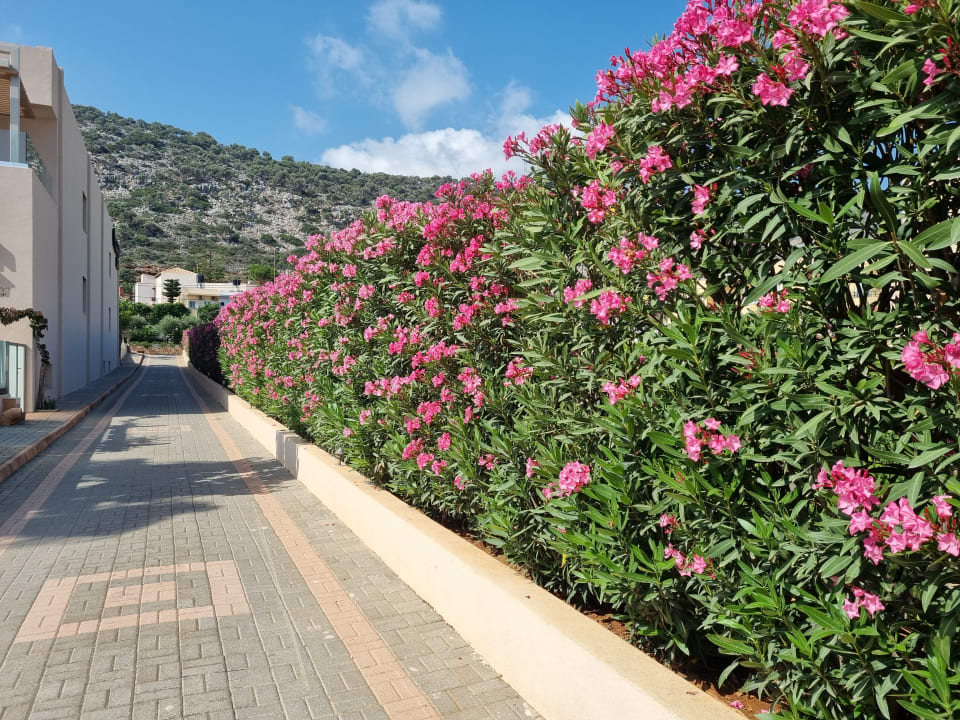 Gartenanlage Cactus Beach