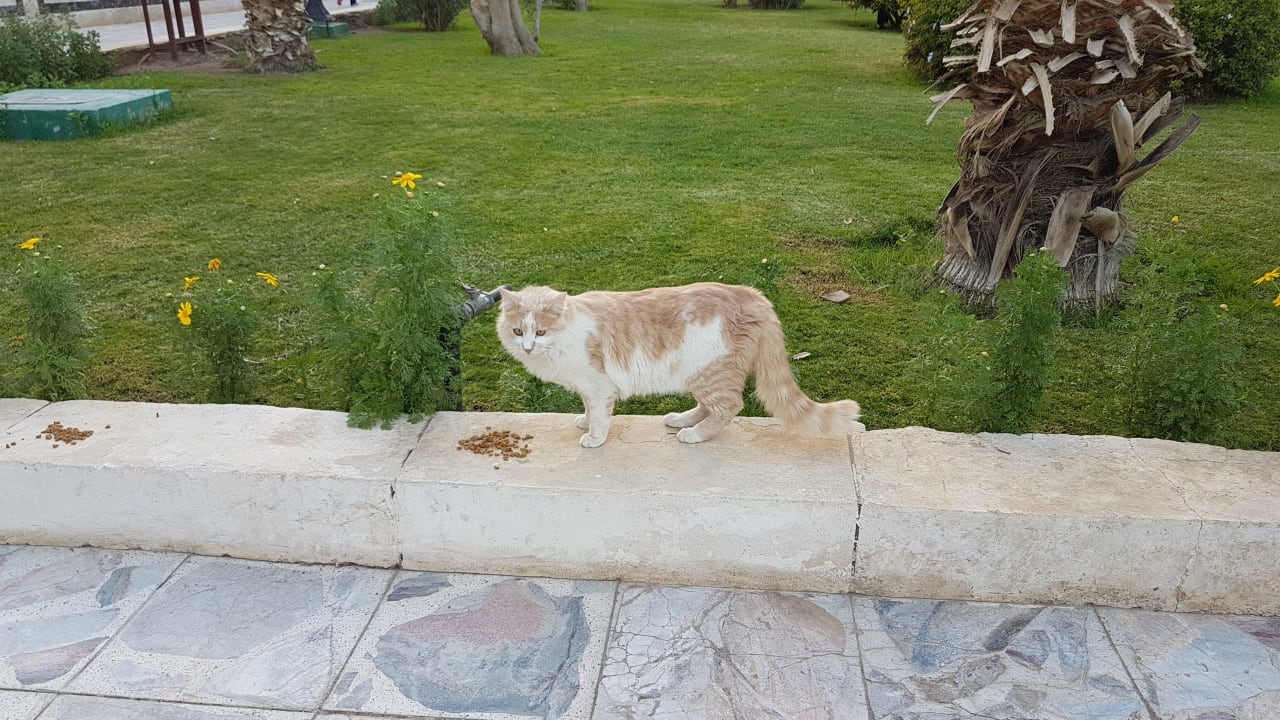 Gartenanlage The Grand Hotel Hurghada