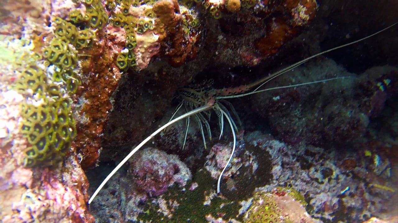 Sport & Freizeit Summer Island Maldives