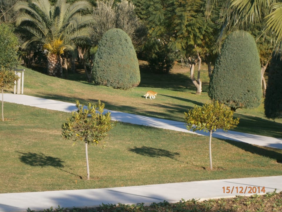 Traumhafte Gartenanlage mit Katze Arcanus Hotels Sorgun
