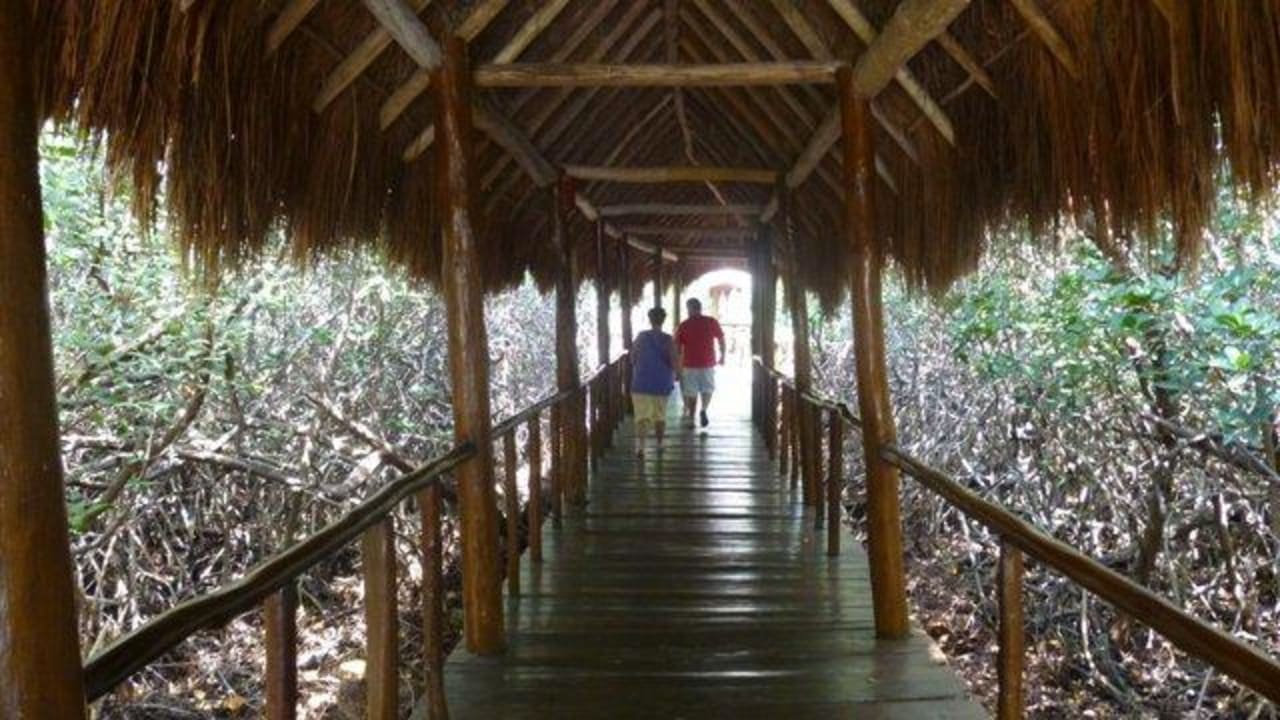 Mangroven innerhlab der Hotelanlage Grand Palladium Select White Sand Resort & Spa