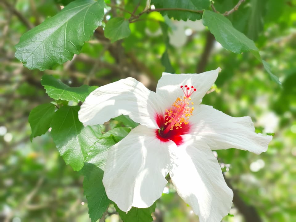 Gartenanlage Apollonia Beach Resort & Spa