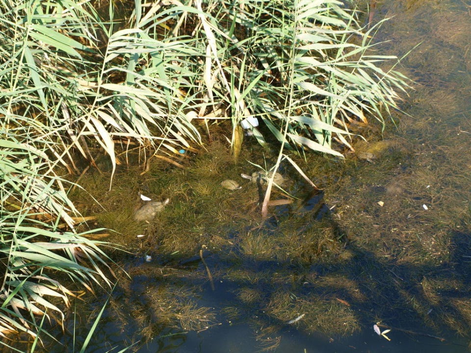 Schildkröten und Fische unter der Brücke Asteria Family Resort Side