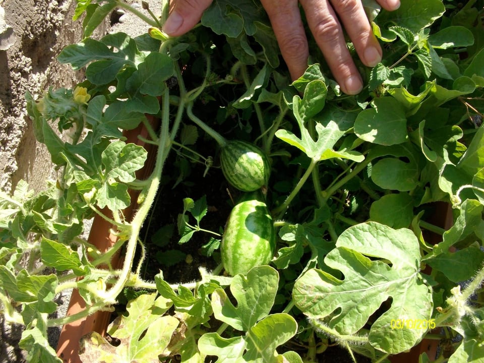 Melone im Blumenkasten  Hotel Club Paradiso