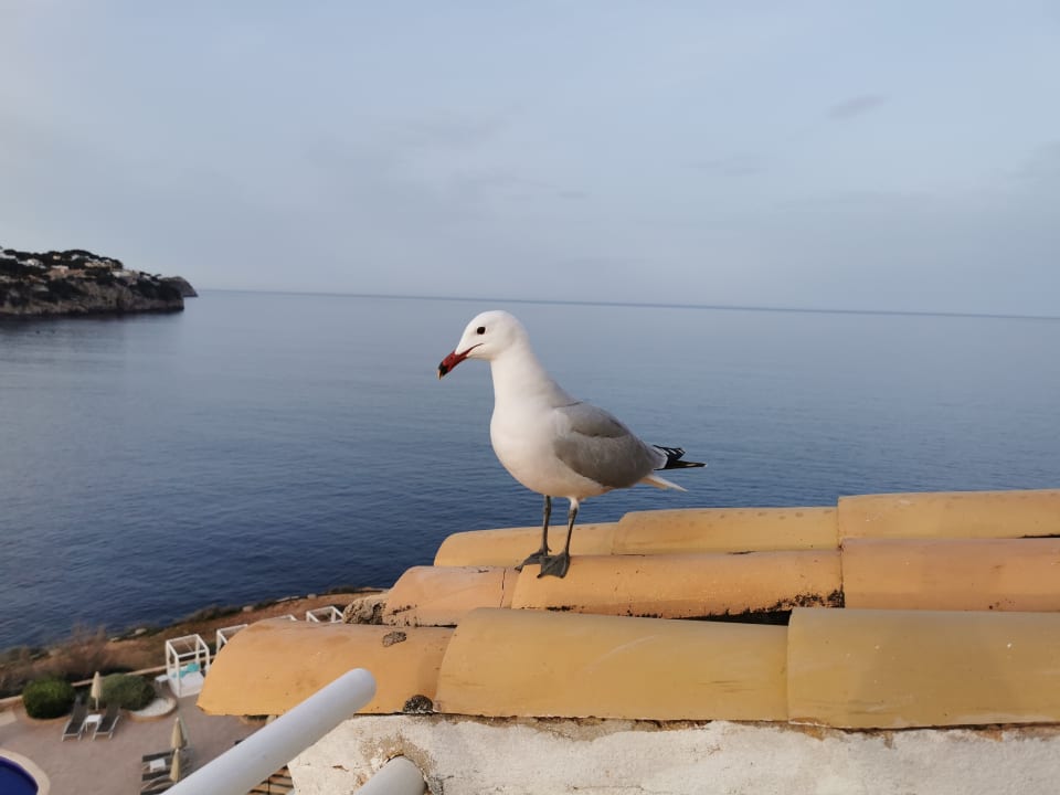 Sonstiges Sentido Fido Punta del Mar – Adults only
