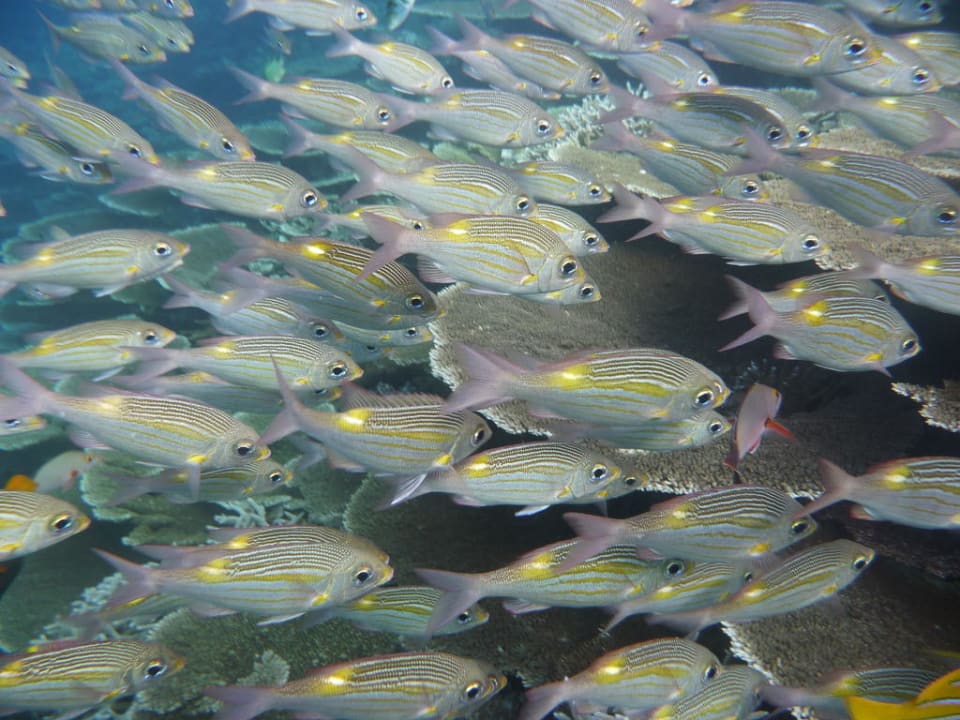 Unterwasserwelt - Fischschwarm Angaga Island Resort