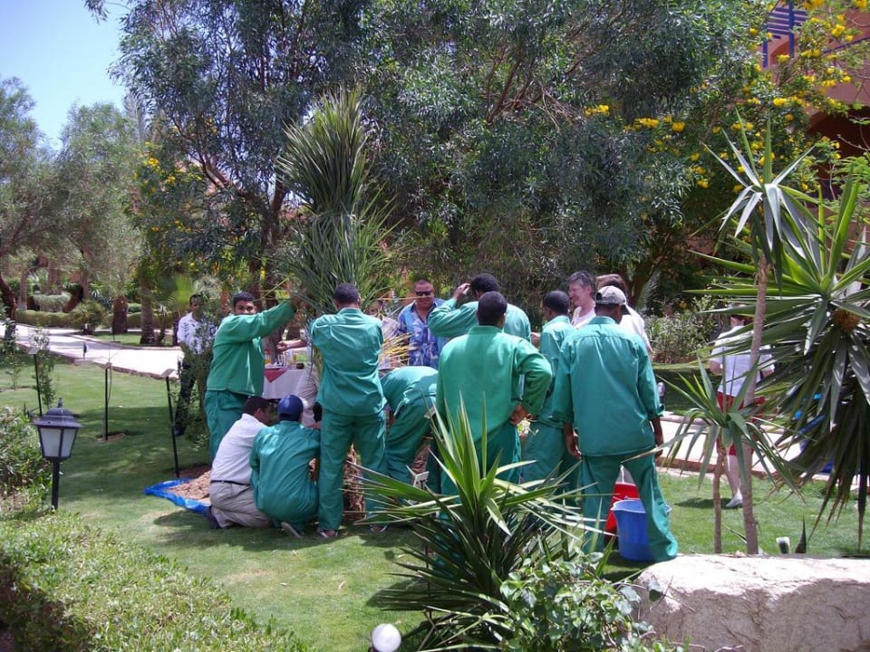 Beim 10. mal wird eine Palme gepflanzt Jaz Makadi Saraya Resort