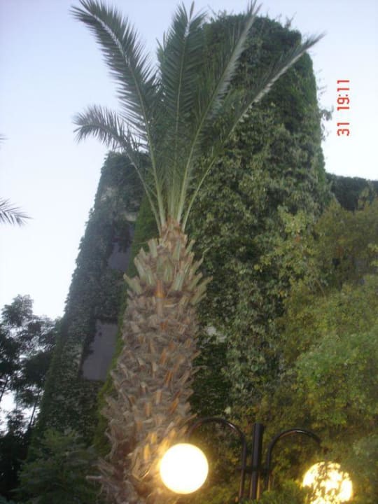 Palme  Labranda Alantur Resort