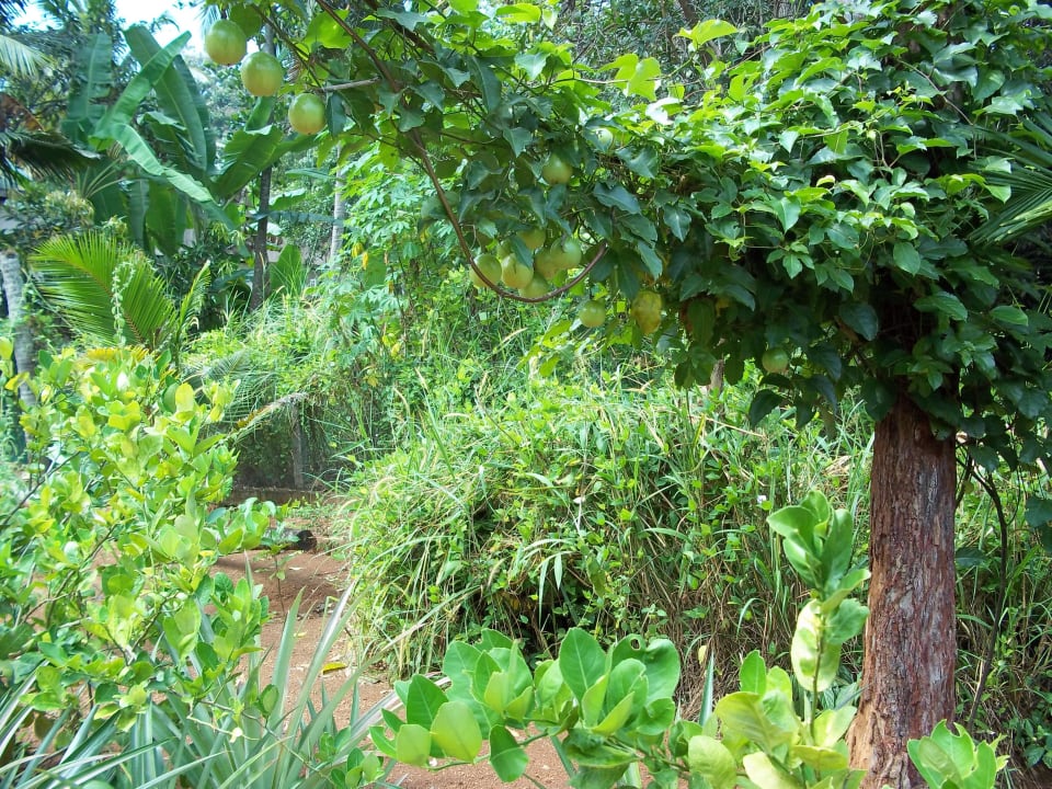 Traumgarten ELDC Dreamcatcher House