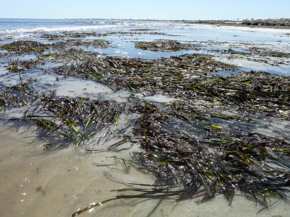 Es wächst alles in der Uferzone! Djerba Aqua Resort
