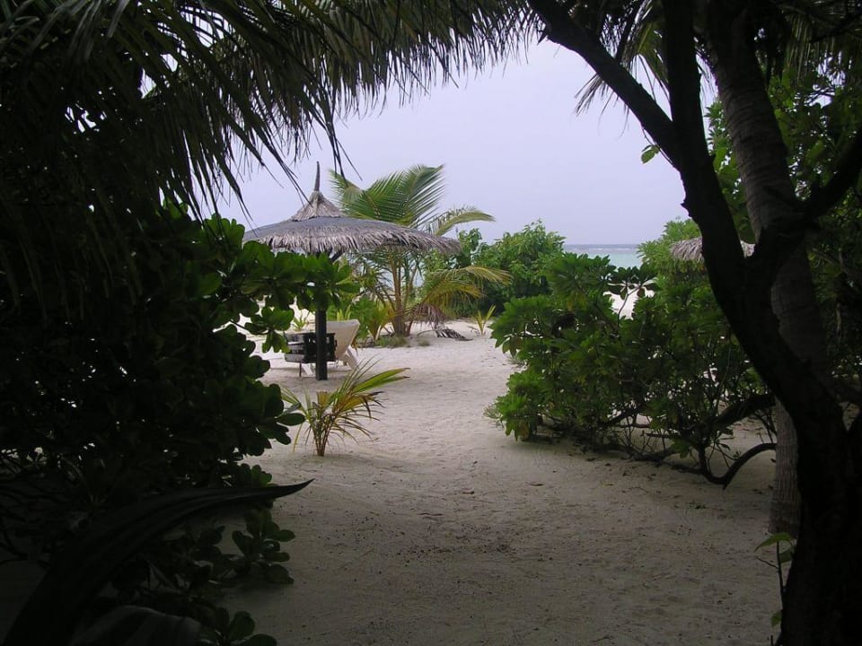 Blick durch die Palmen auf die Ostseite Summer Island Maldives