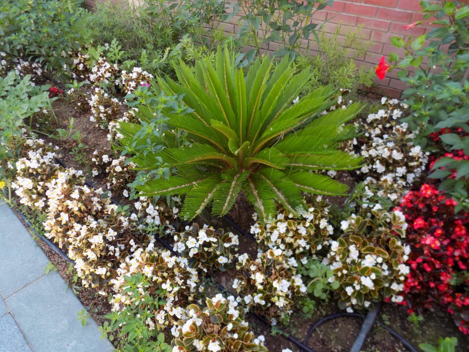 Клумбы Arycanda Kirman Premium