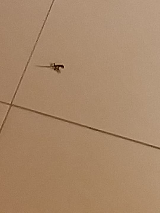 Zimmer Punta Cana Princess All Suites Resort & Spa