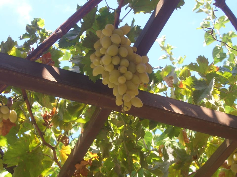 Weintrauben Apollonia Beach Resort & Spa