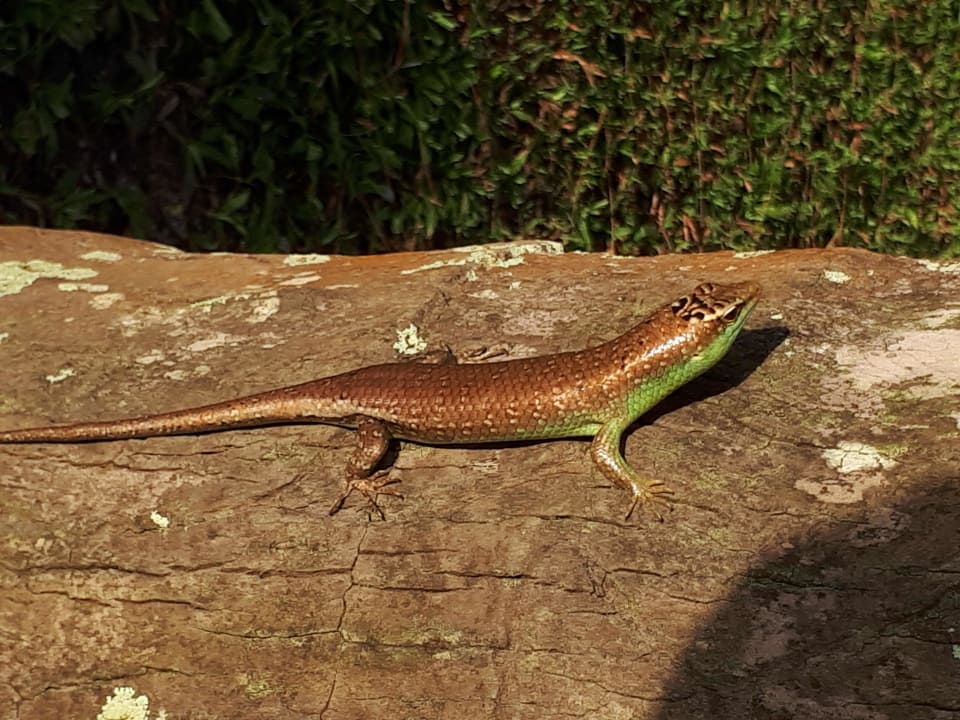 Gartenanlage Moracea by Khao Lak Resort