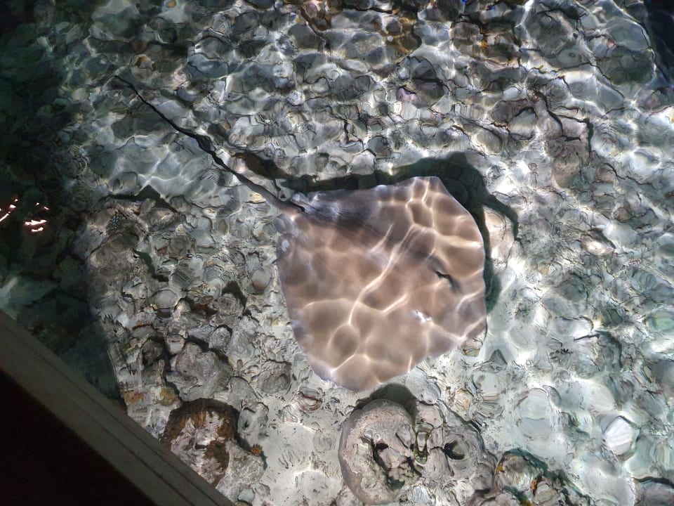 Strand Lily Beach Resort & Spa