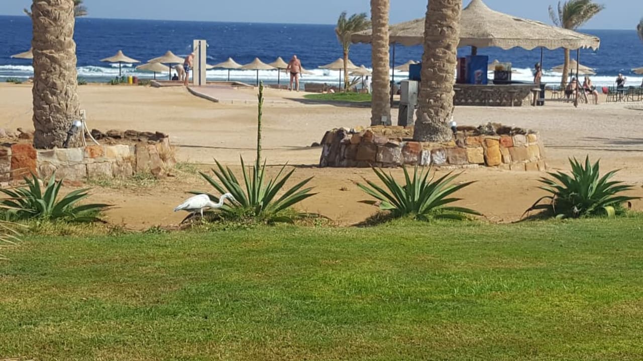 Plaża Three Corners Sea Beach Resort