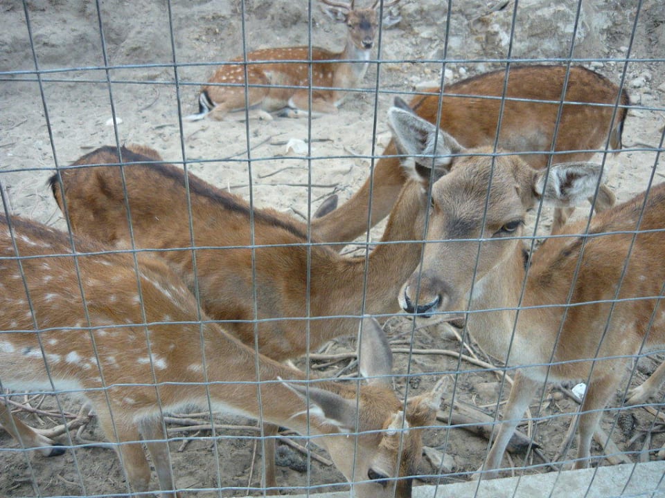 Zvířátka Hotel Makryammos Bungalows