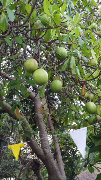 Gartenanlage The Fair House Beach Resort