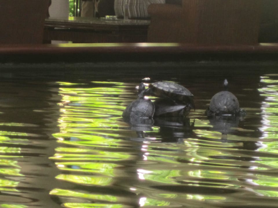 Hotel Grand Palladium Bavaro Resort & Spa Grand Palladium Select Bávaro Resort & Spa