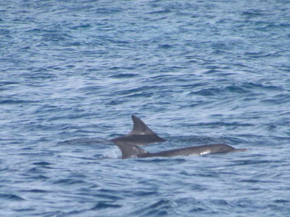 Delphine Kuramathi Maldives