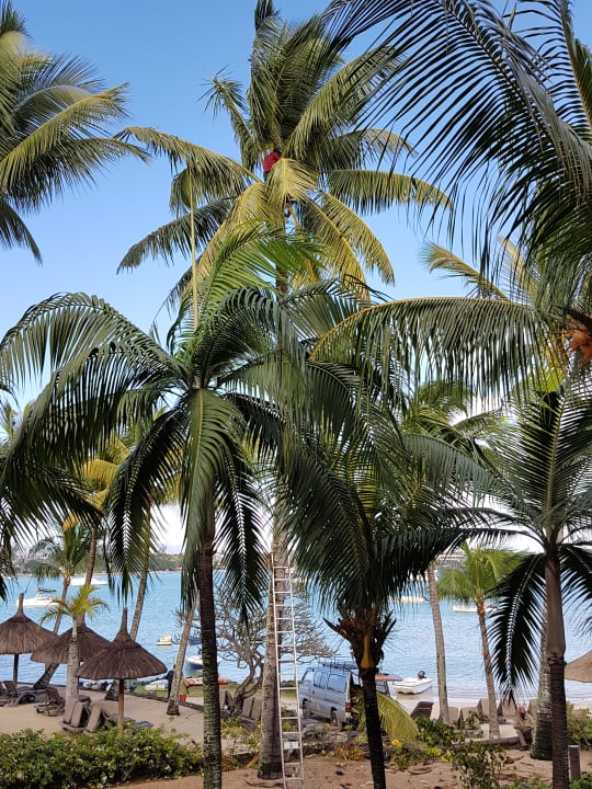 Gartenanlage Mauricia Beachcomber Resort & Spa