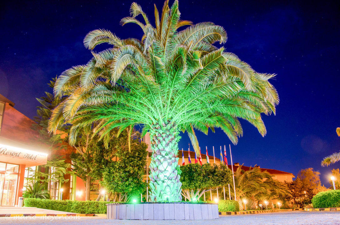 Palme bei Nacht Alba Resort Hotel