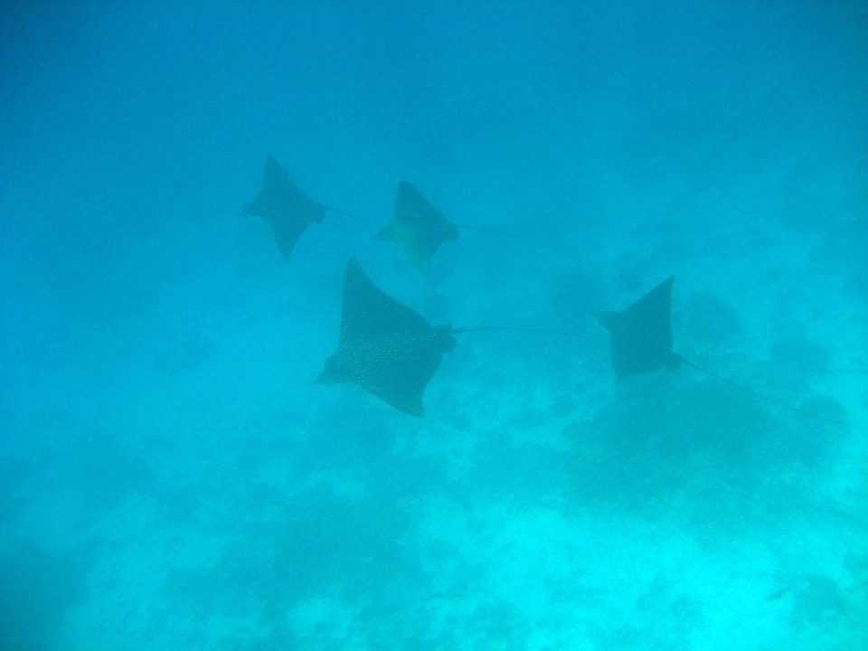 Schnorcheln beim Hausriff W Maldives