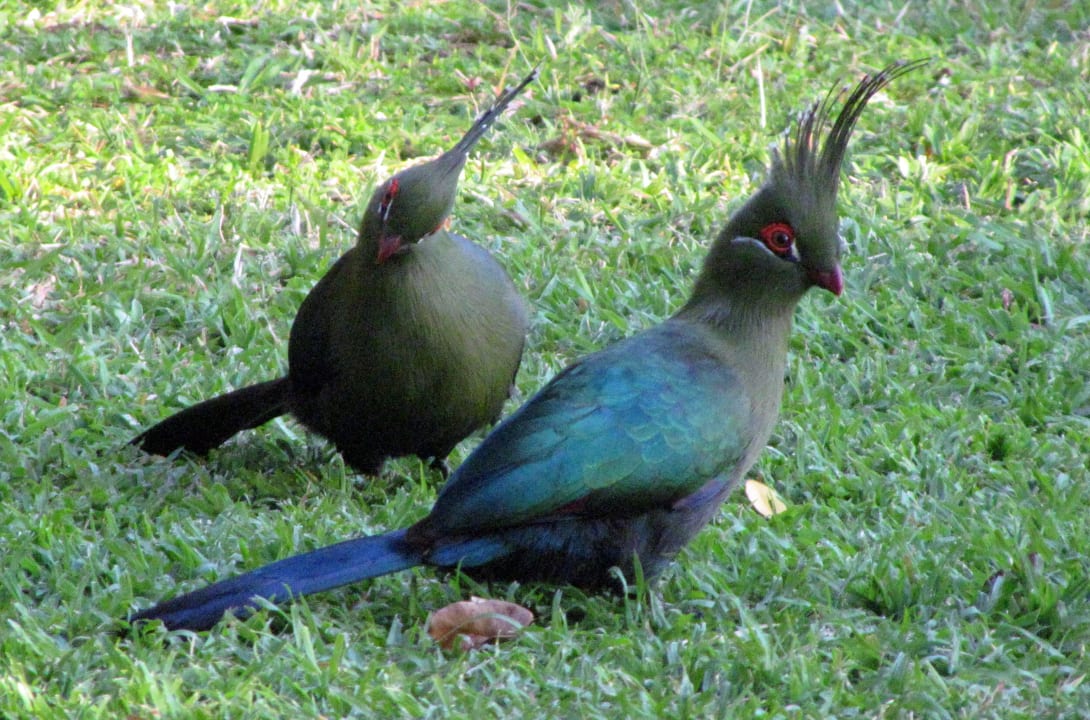 Schalowturako Caprivi Houseboat Safari Lodge