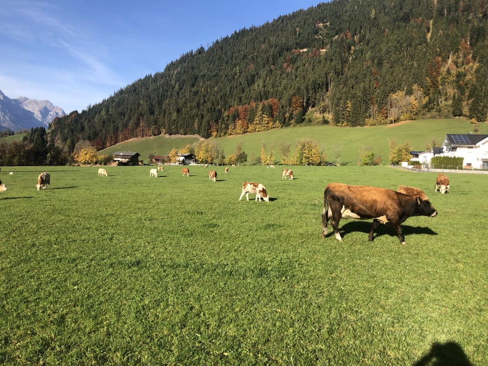 Ausblick Gut Wenghof - Family Resort